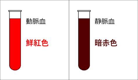 鮮紅色 暗赤色|血液 